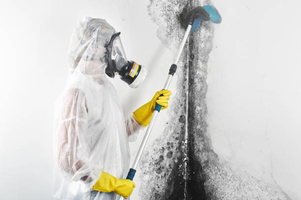 Best Basement Mold Removal  in Renville, MN
