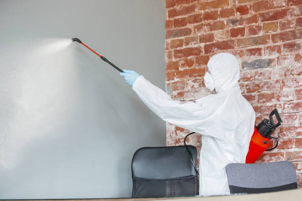 Best Mold Removal for HVAC Installations  in Renville, MN