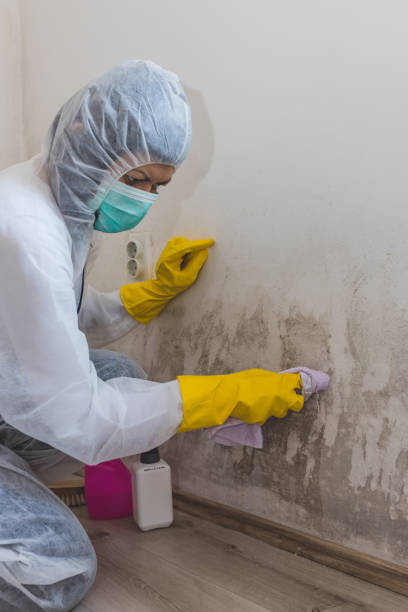 Best Mold Odor Removal Services  in Renville, MN