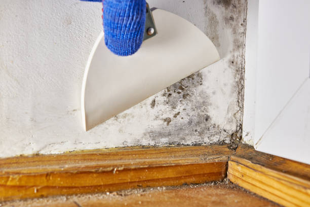 Best Commercial Mold Inspection  in Renville, MN
