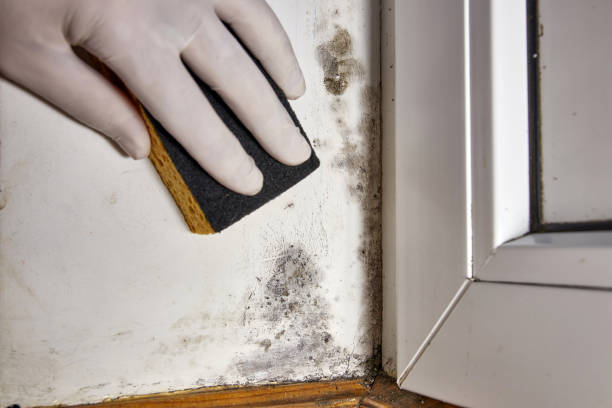 Best Environmental Consulting for Mold Prevention  in Renville, MN